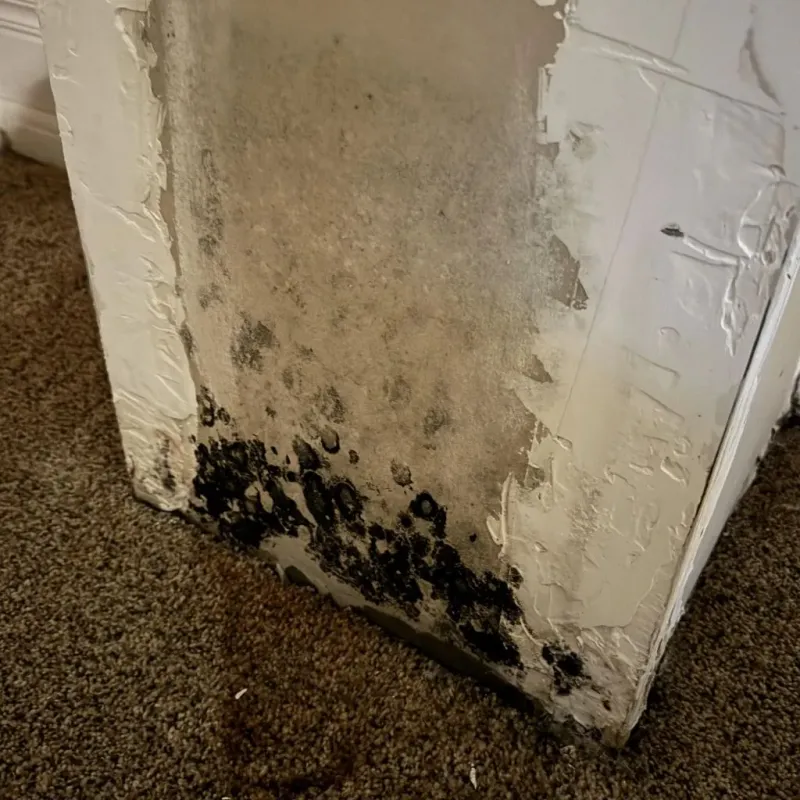 Professional Mold Removal in Bangor, PA